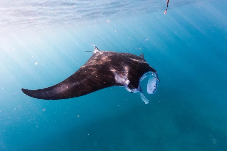 Ningaloo Reef 4