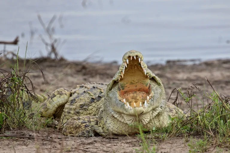 Nyerere National Park 1