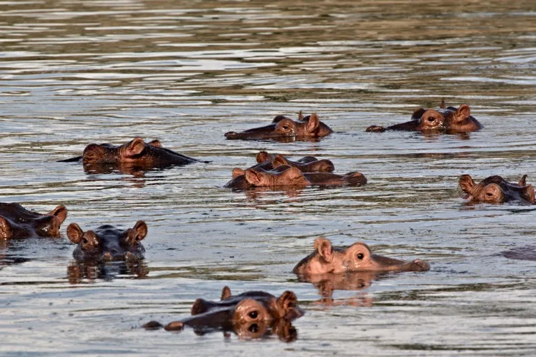 Nyerere National Park 2