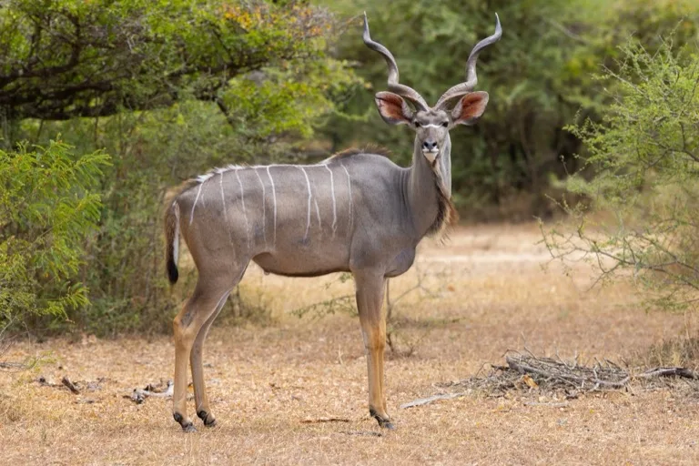 Nyerere National Park 3