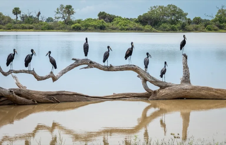 Nyerere National Park 4