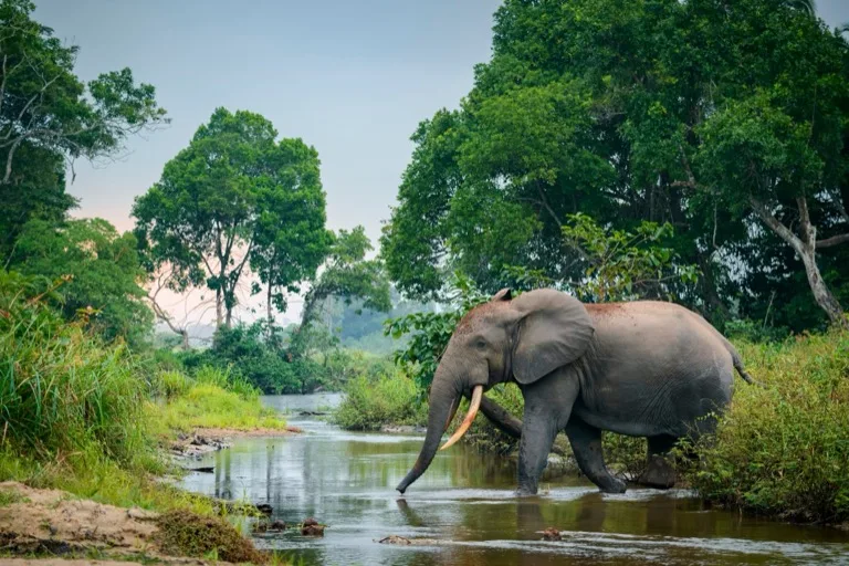 Odzala-Kokoua National Park 2
