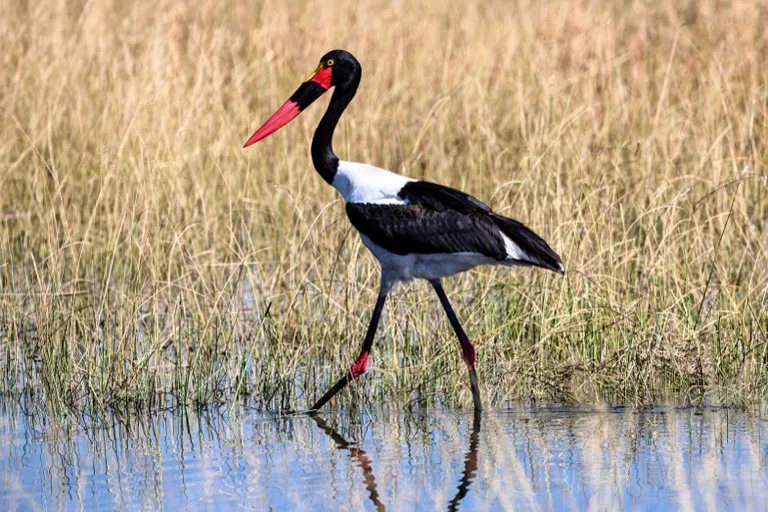Saddle Billed Stork