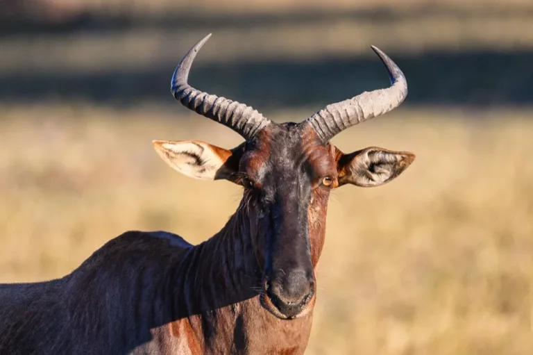 Okavango Delta 8
