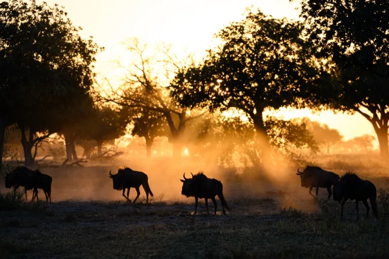 Wildebeests