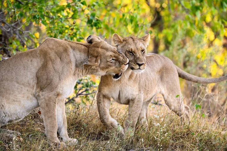 Okavango Delta