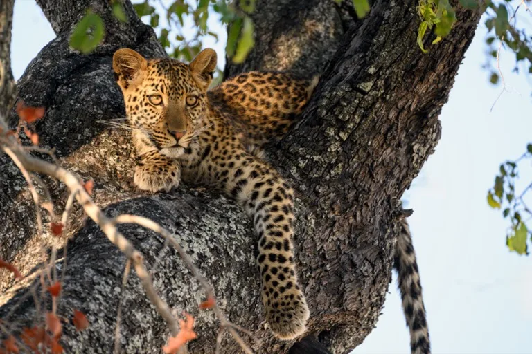Leopard