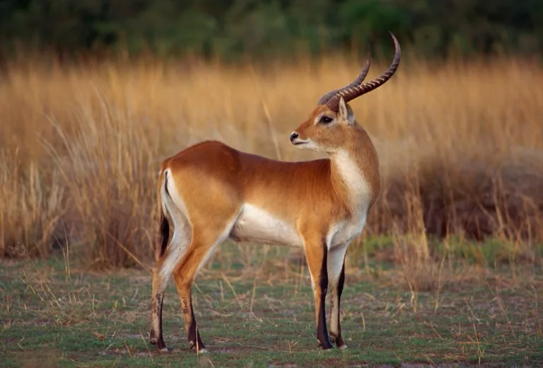 Red Lechwe