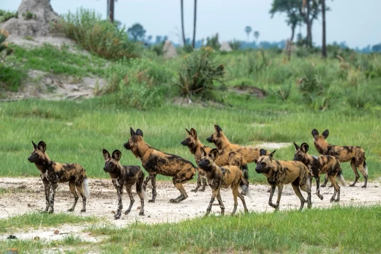 African Wild Dogs