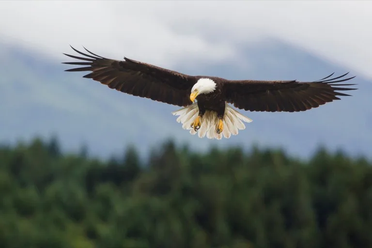 Olympic National Park