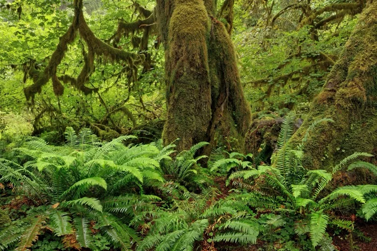 Olympic National Park 4