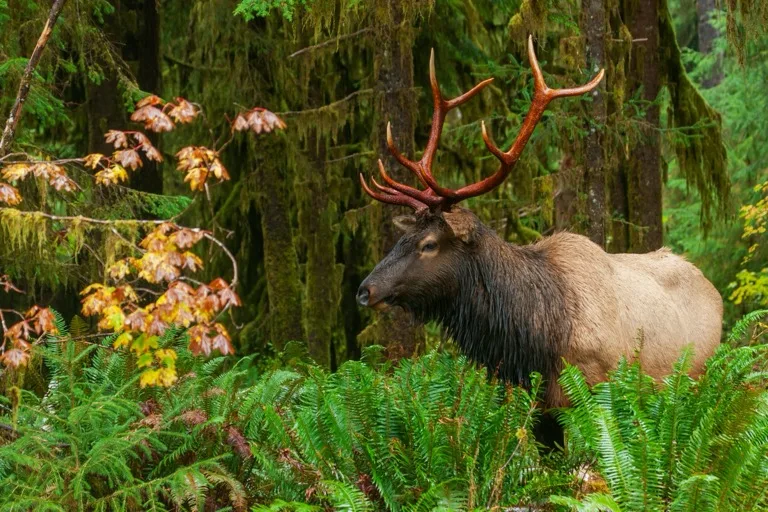 Olympic National Park 1