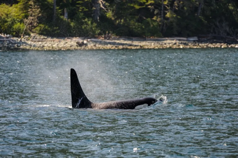 Pacific Rim National Park Reserve / Vancouver Island 3