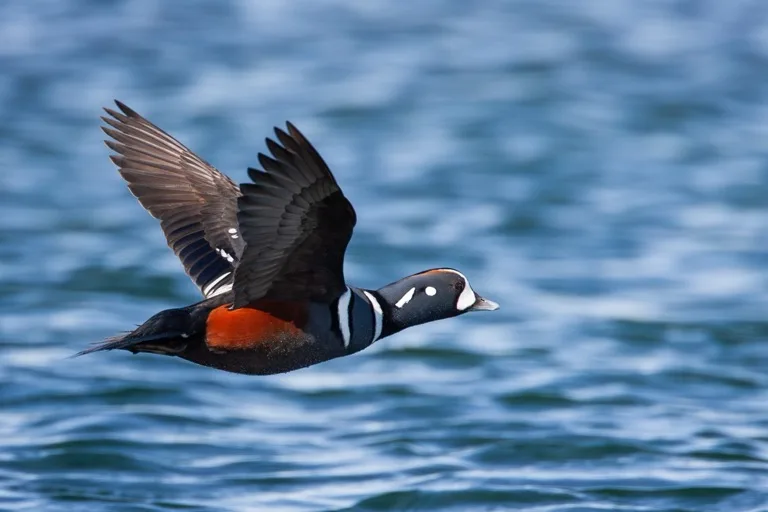 Pacific Rim National Park Reserve / Vancouver Island