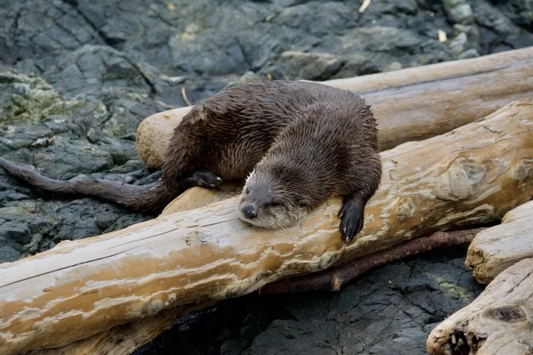 Pacific Rim National Park Reserve / Vancouver Island 4