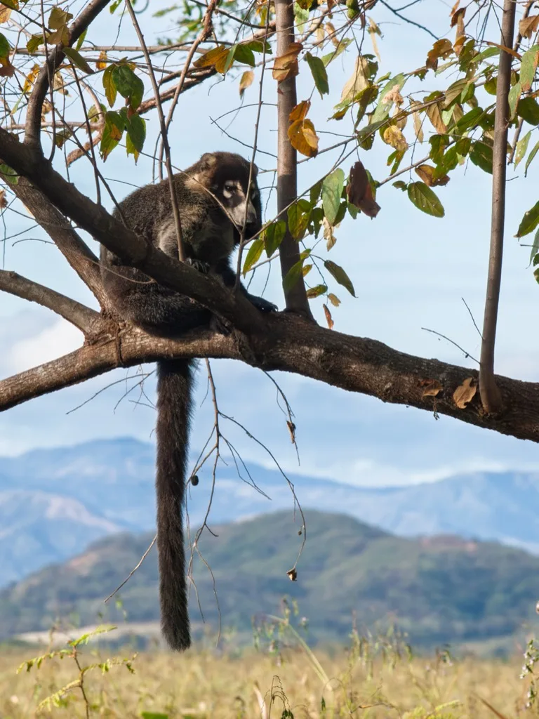 Palo Verde National Park 4