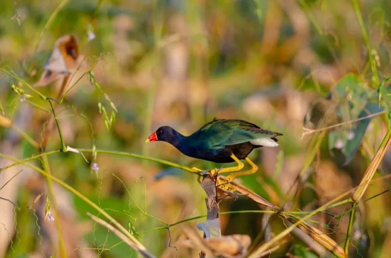 Palo Verde National Park