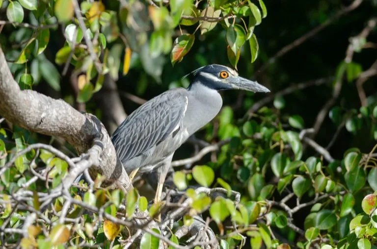 Palo Verde National Park 3
