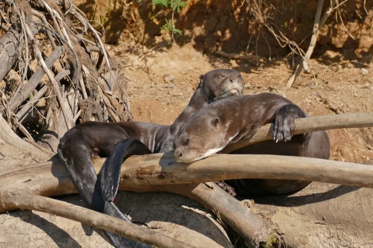 Giant Otters resting in the sun