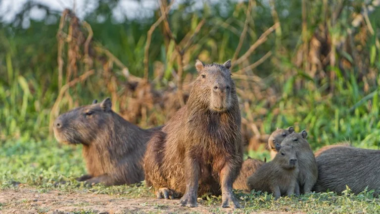Capybara family