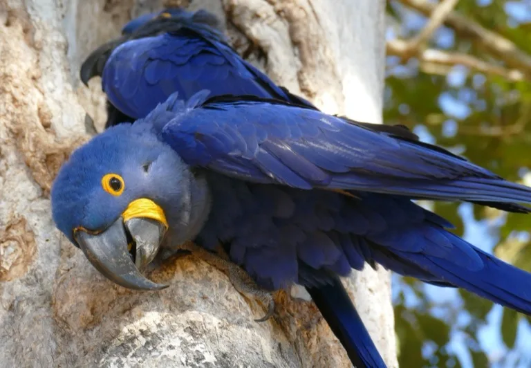 Hyacinth Macaws