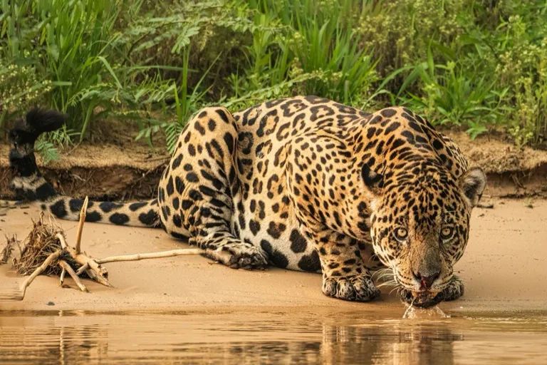 Jaguar