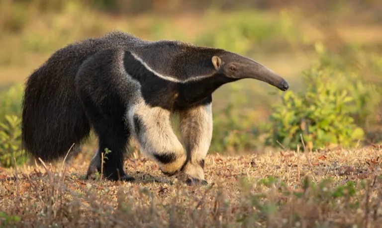 Pantanal 6