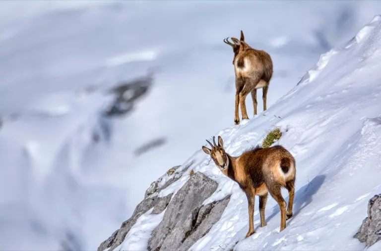 Picos de Europa