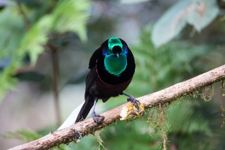 Mt. Hagen / PNG Highlands 1