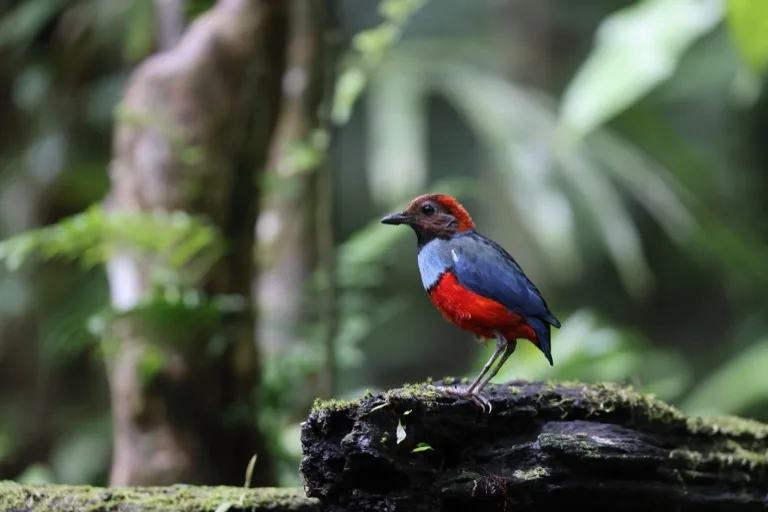 Mt. Hagen / PNG Highlands 4
