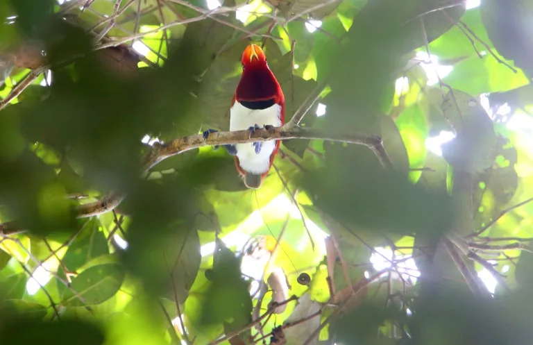 Mt. Hagen / PNG Highlands 2