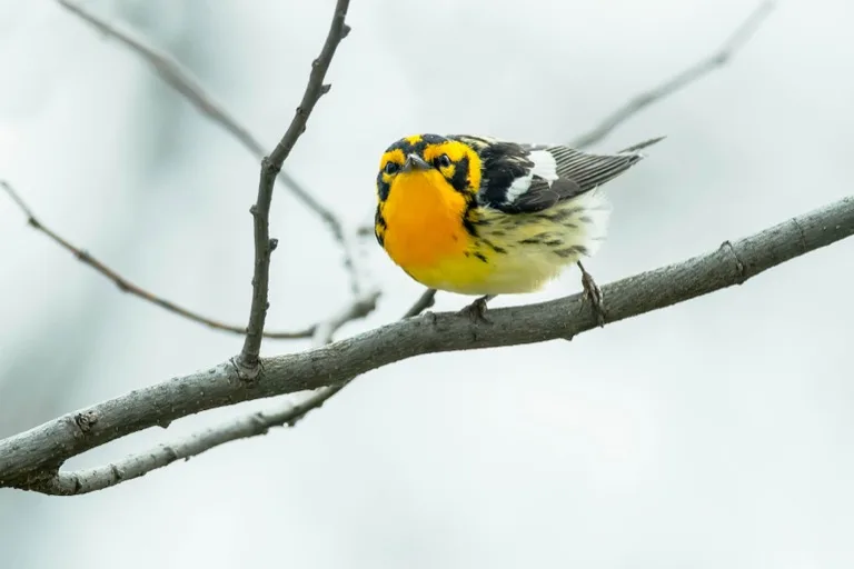 Point Pelee National Park 2