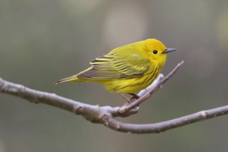 Point Pelee National Park 3