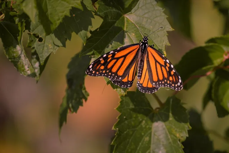 Point Pelee National Park