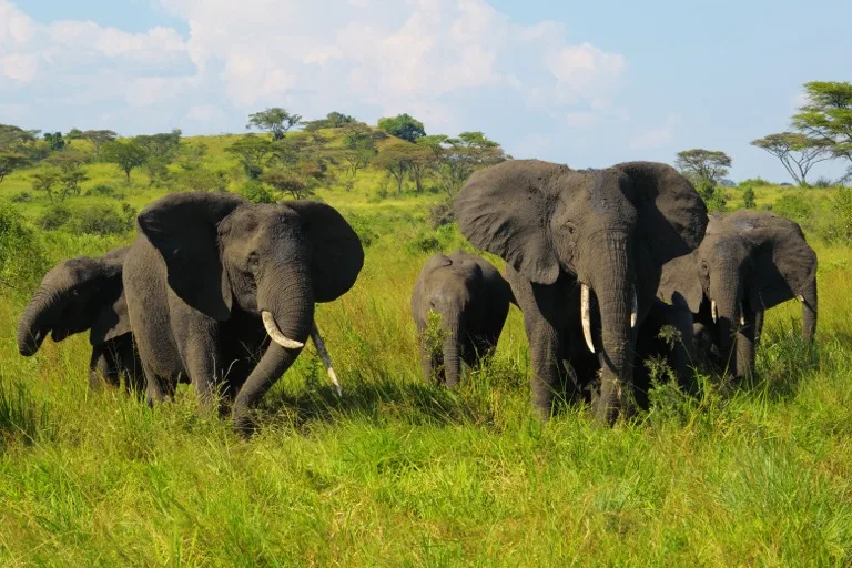 Queen Elizabeth National Park 1
