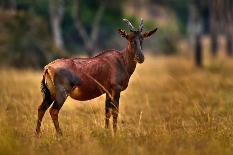 Queen Elizabeth National Park 2
