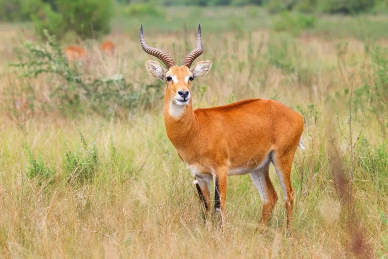 Queen Elizabeth National Park