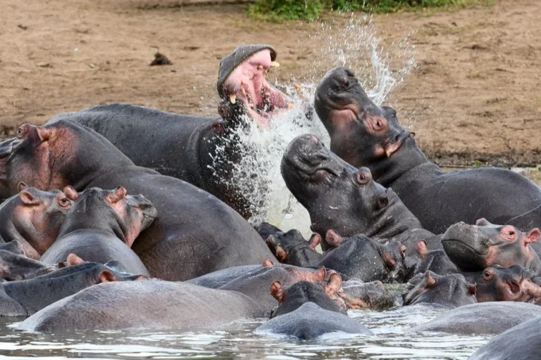 Queen Elizabeth National Park 3