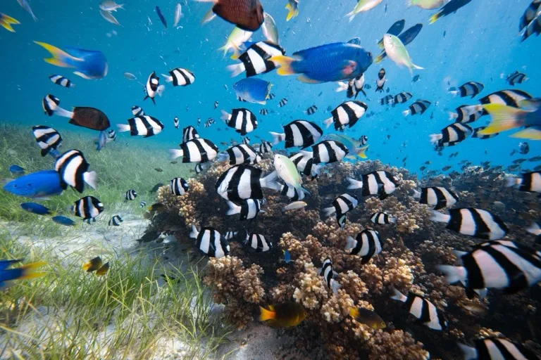 Raja Ampat