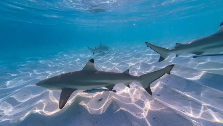 Raja Ampat 1