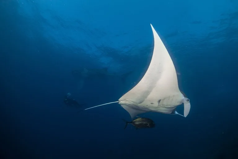 Raja Ampat 2