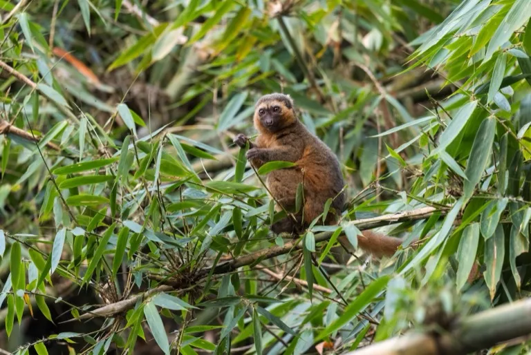 Ranomafana National Park 1