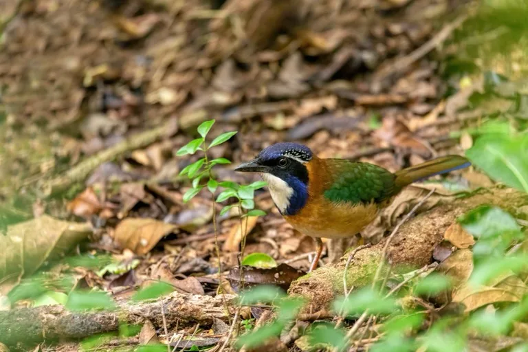 Ranomafana National Park 2