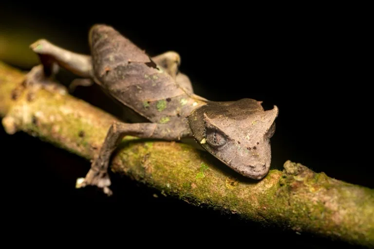 Ranomafana National Park 3