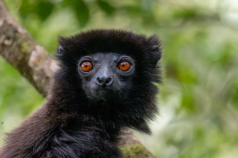 Ranomafana National Park
