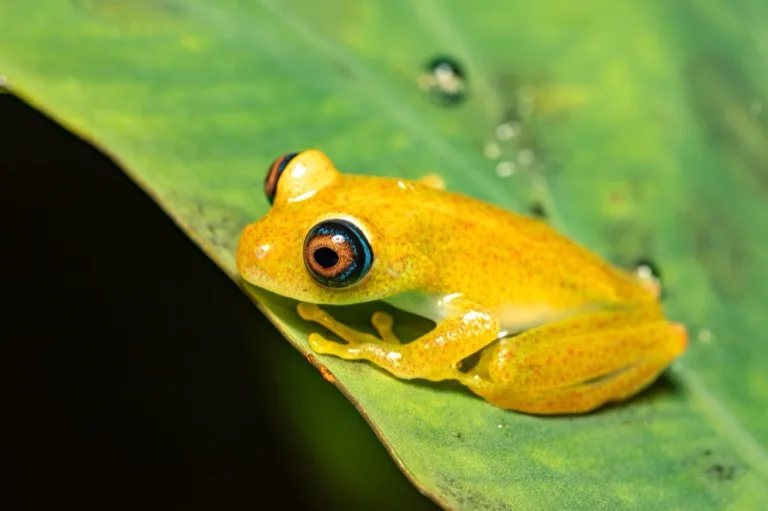Ranomafana National Park 4