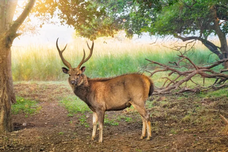 Ranthambore 2