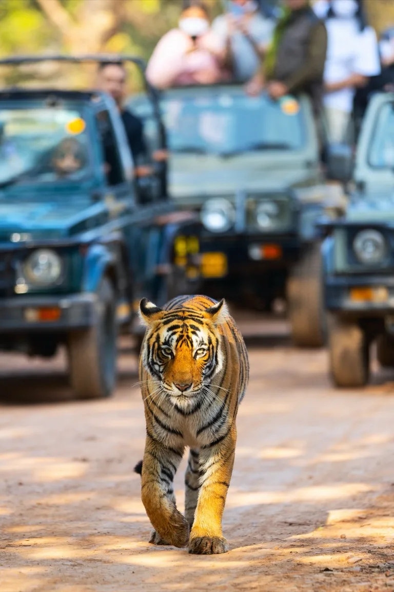 Ranthambore 3