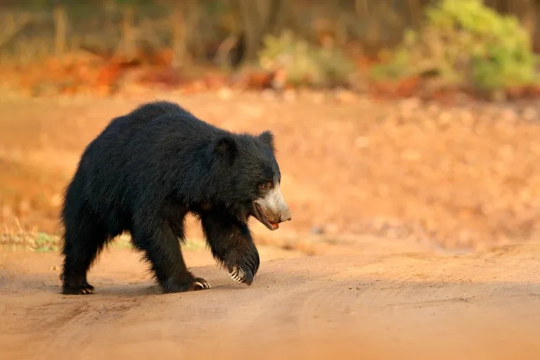 Ranthambore 1