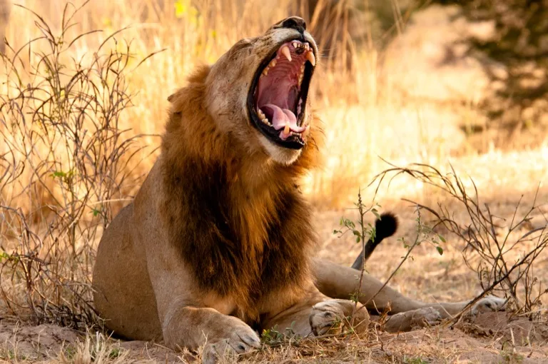 Ruaha National Park